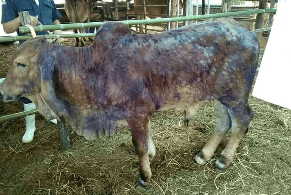 Australian biosecurity working to protect cattle from lumpy skin disease -  Beef Central