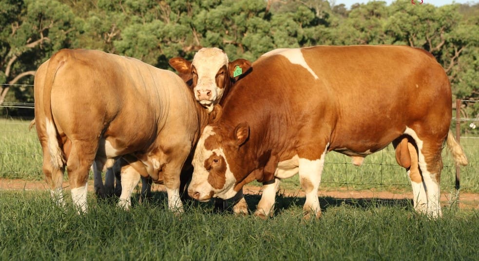 Weekly genetics evaluate: Are bull temperament scores deceptive?