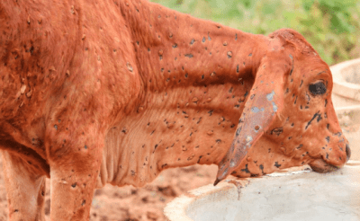 Lumpy Skin Disease