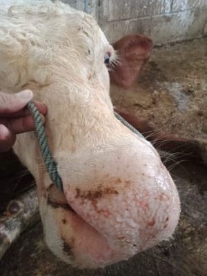 Foot and Mouth Disease reported in Indonesia - Beef Central