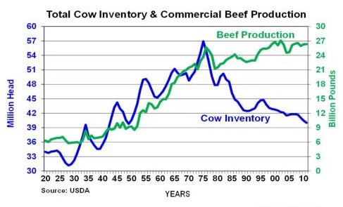 Risks in selecting overly mature cow size, Wagyu conference told - Beef Central