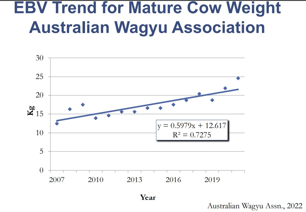 Risks in selecting overly mature cow size, Wagyu conference told - Beef Central
