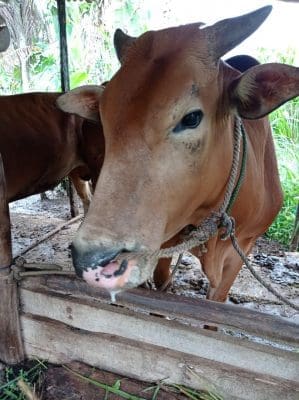 Foot and Mouth Disease outbreak reported in Indonesia - Beef Central
