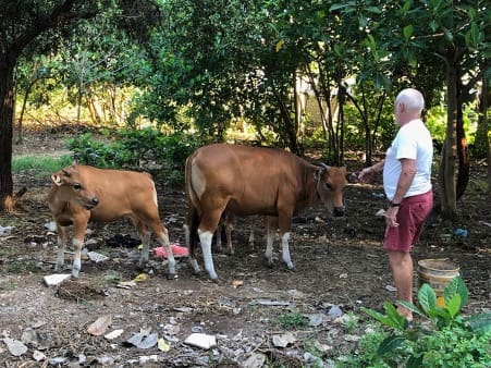 FMD risk: Rural Aussies returning from Bali urged to take extra care