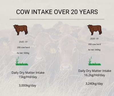 How heavy are your cows?￼ – Angus NZ