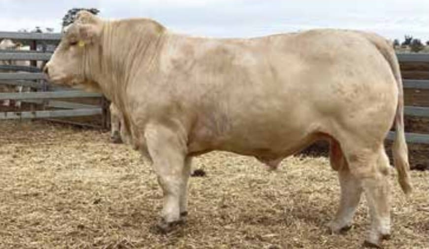 New 265,000 Charolais bull record more than doubles previous mark