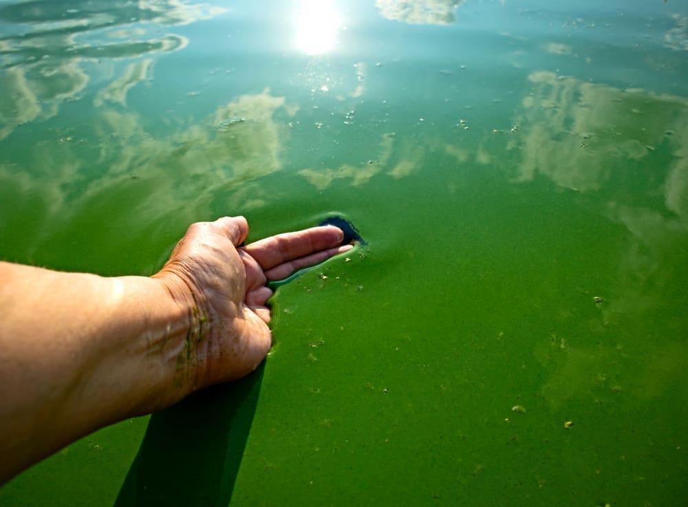 Blue-green algae in farm water supplies - Beef Central