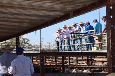Dalby sale 21 June 2023: Numbers decline to 3150