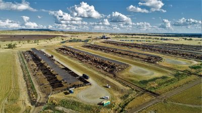 Feeder cattle market: Prices prove resilient as grids rise slightly