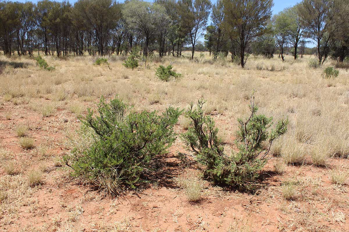 Almost 70 cattle die at NT research station with suspected cyanide poisoning