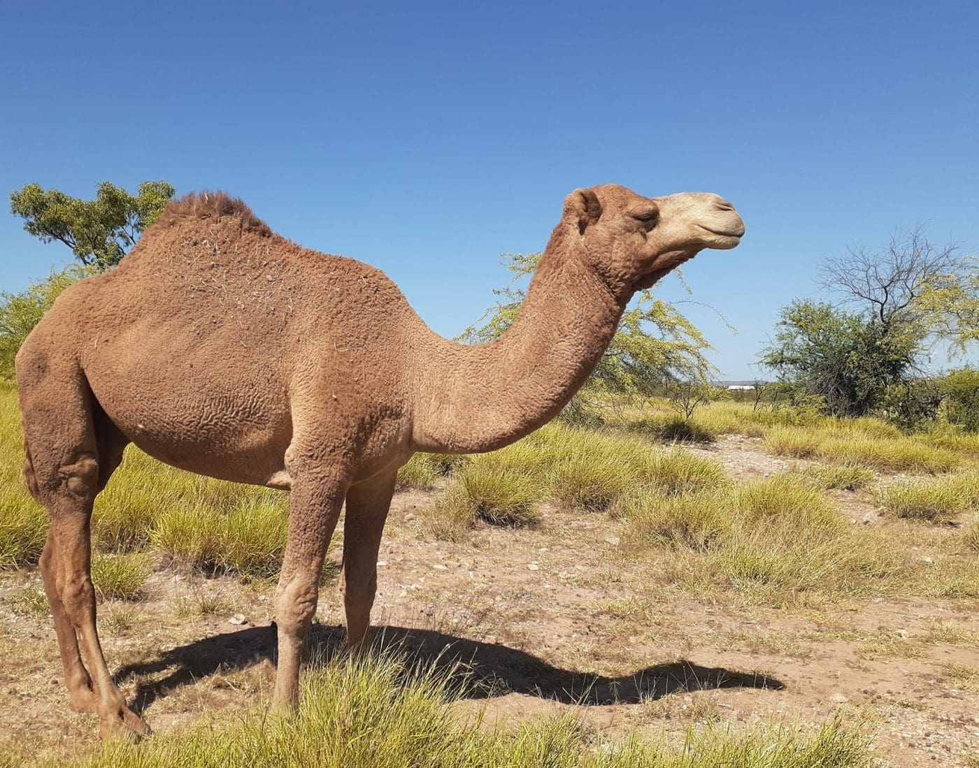 Camels can integrate well with cattle and help control weeds