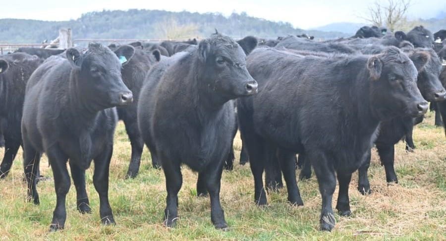 Listings back another 15pc on AuctionsPlus, but lighter steers continue to fall in value