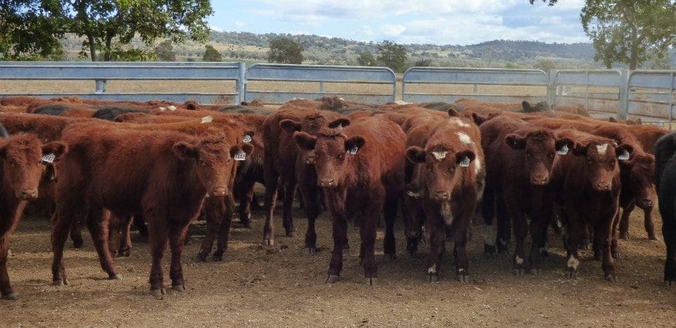 Younger steers and heifers present some restoration in on-line buying and selling