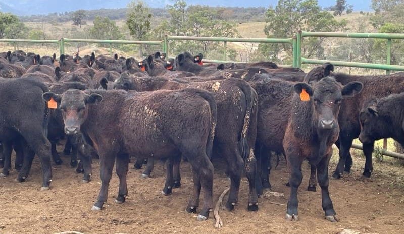 Younger heifers elevate, steers largely maintain current features, in bigger 6151 head on-line providing