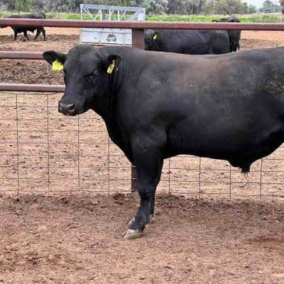 For Sale: 12 Angus Bulls Image