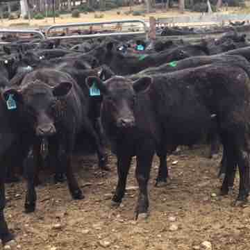 For Sale: 124 Angus Steers Image
