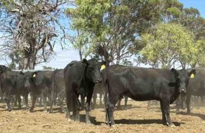 For Sale: 145 Angus Cows – PTIC Image