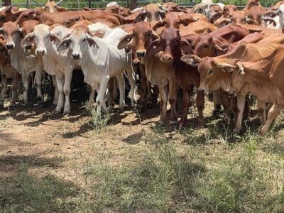 For Sale: 238 Heifers Image