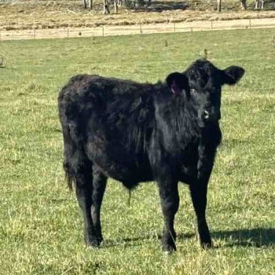 For Sale: 150 Angus Steers Image