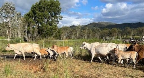 For Sale: 36 X 36 Cows & Calves Image