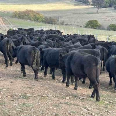 For Sale: 150 Angus Steers Image
