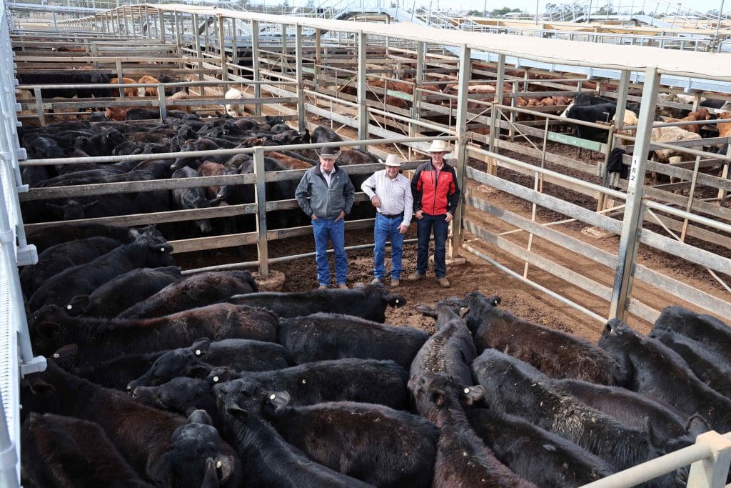 Daven Vohland, Brian Southern, and Elders agent Logan Evans with ‘Breena Plains’ angus X steers