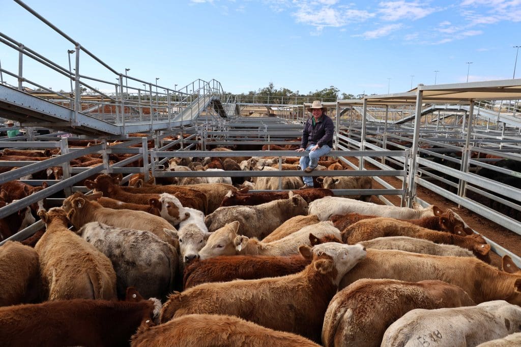 Nutrien Wondoan agent Robert Paterson with ‘Burunga’ Simmental X steers