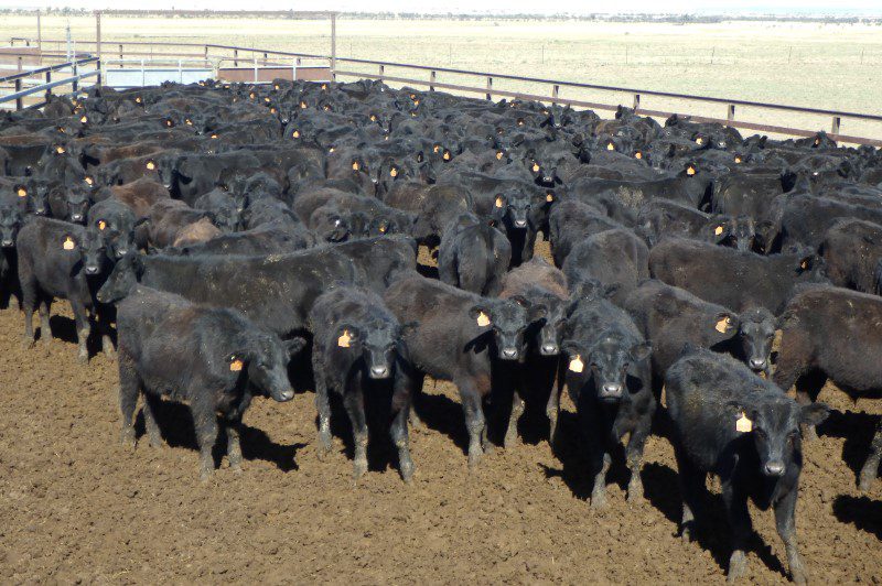 Lighter steers and heifer prices rise in 16,114 head online offering