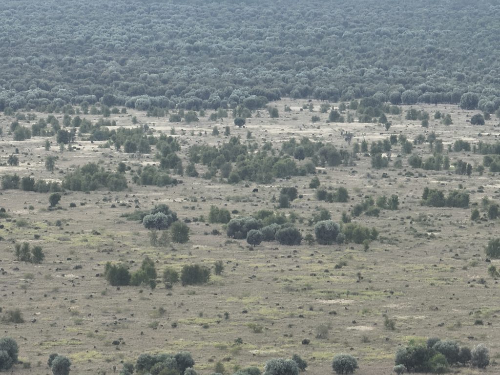 Brigalow regrowth country