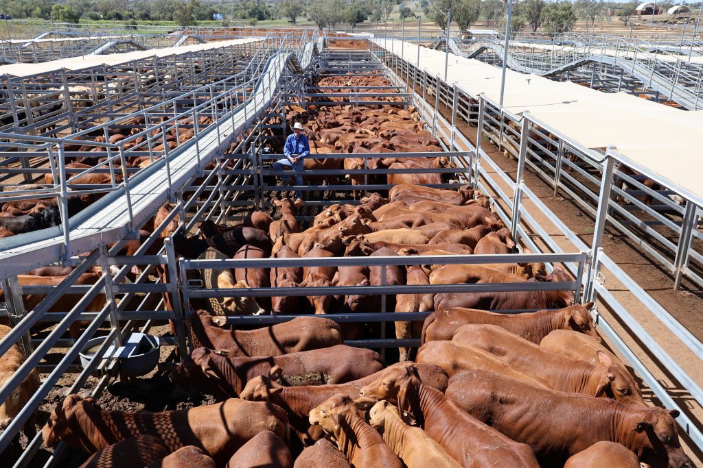 Jersey Plains Pastoral heifers with Top X agent Billy Swain