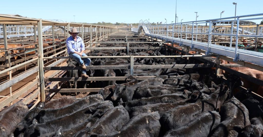 Mulga Ag steers with GDL agent Anthony Hyland