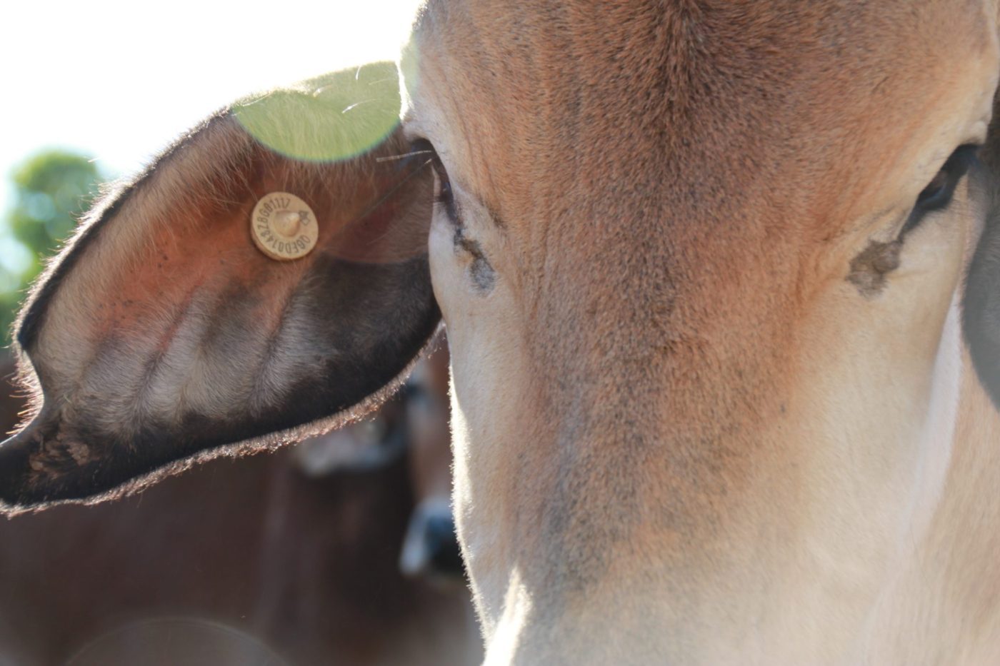 NT cattle start to move as wet season loosens grip