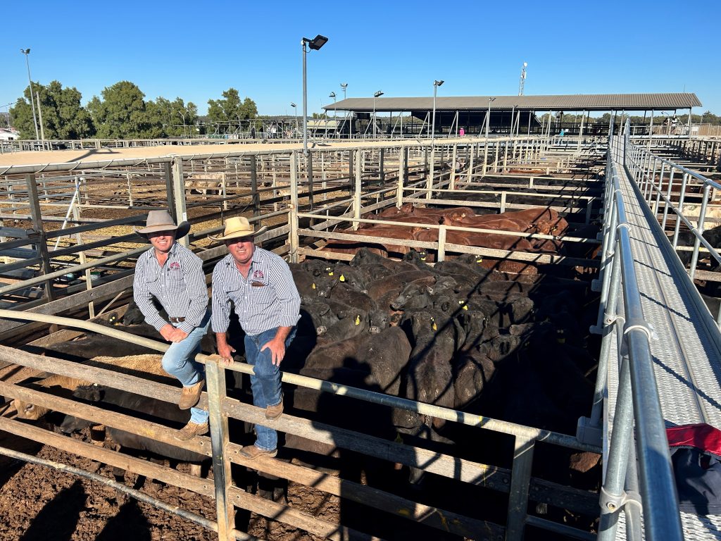 PJH Livestock agents Ed Cross and Steven Goodhew with Able Pastoral steers