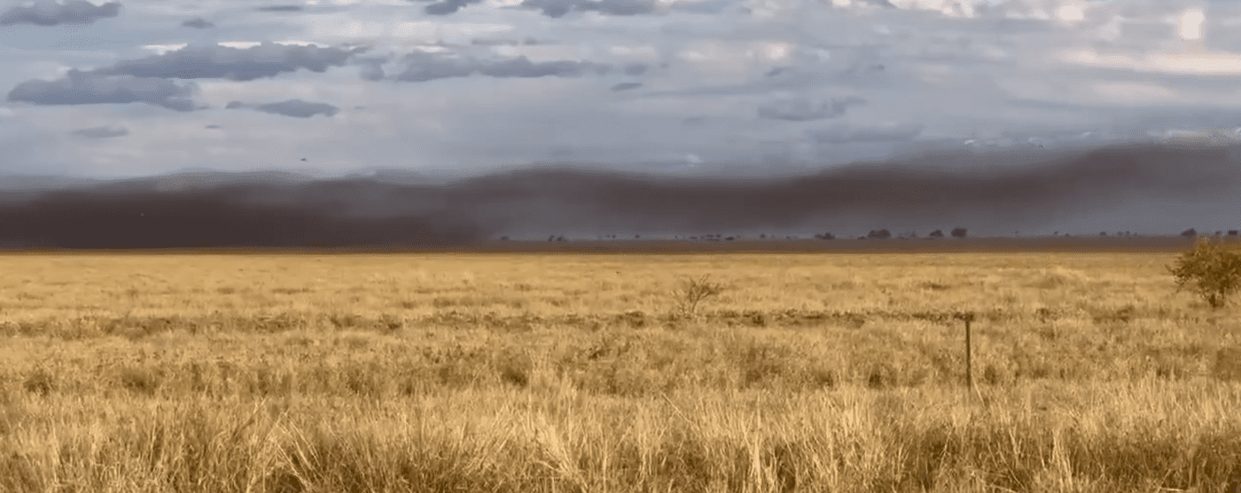 Calls for swift action as locusts numbers build in Western Qld + VIDEO