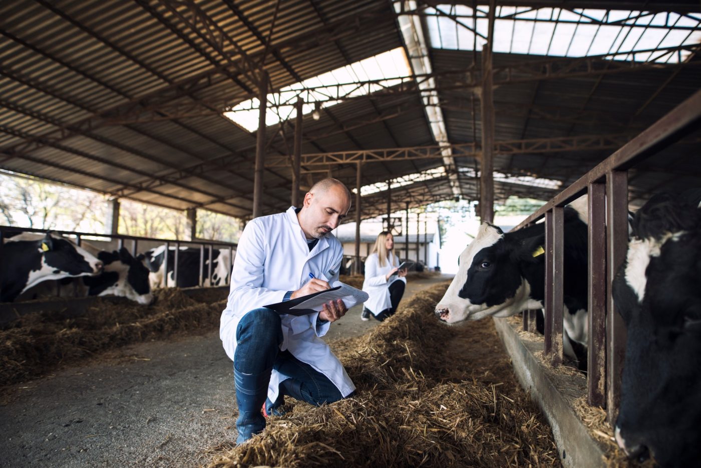 How do mRNA animal vaccines work, and would they be deployed in a biosecurity emergency?