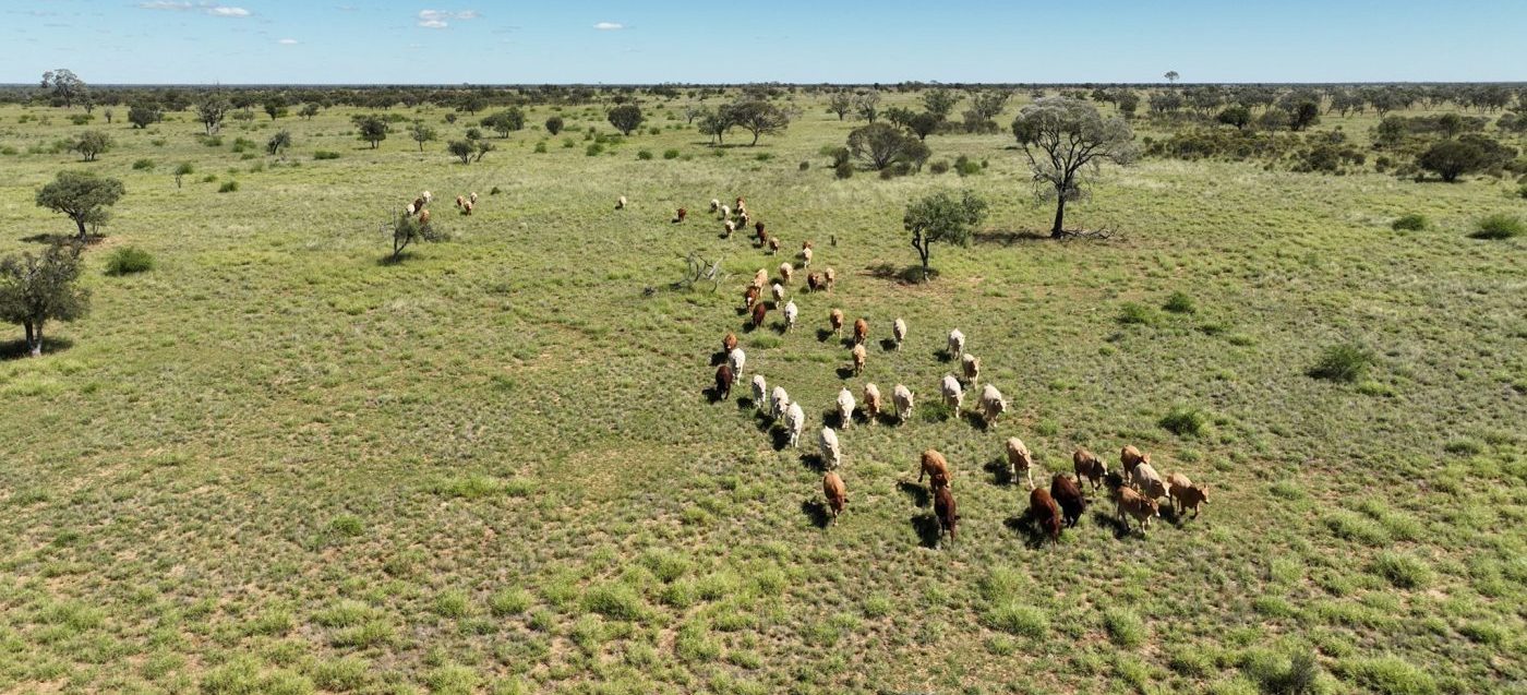 Rural property market enters 2026 with cautious confidence, reports suggest