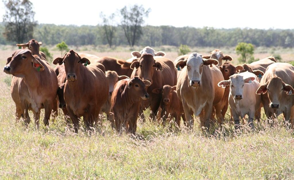 Implementing controlled mating into an extensively managed northern beef herd
