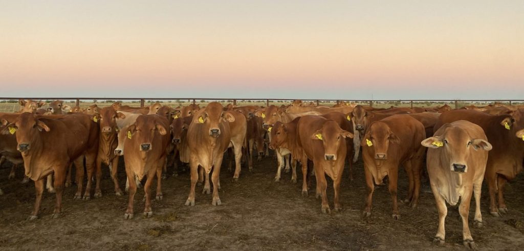 Trial cattle involved in the Calf Alive project