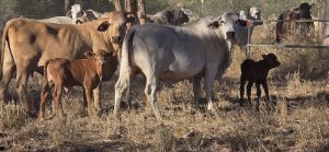 For Sale: 1500 X 1500 cows and calves Image