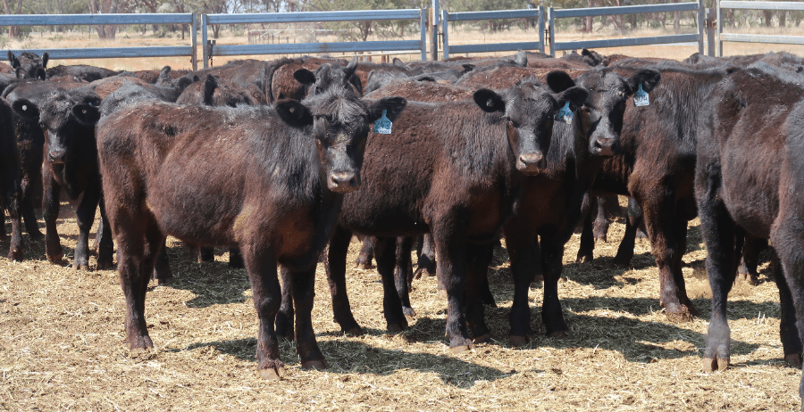 Offering, clearance drop sharply on AuctionsPlus Offering, clearance drop sharply on AuctionsPlus