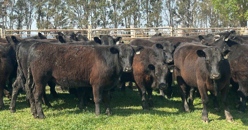 Heifers ease, while most steers advance in 12,525 head AuctionsPlus offering Heifers ease, while most steers advance in 12,525 head AuctionsPlus offering