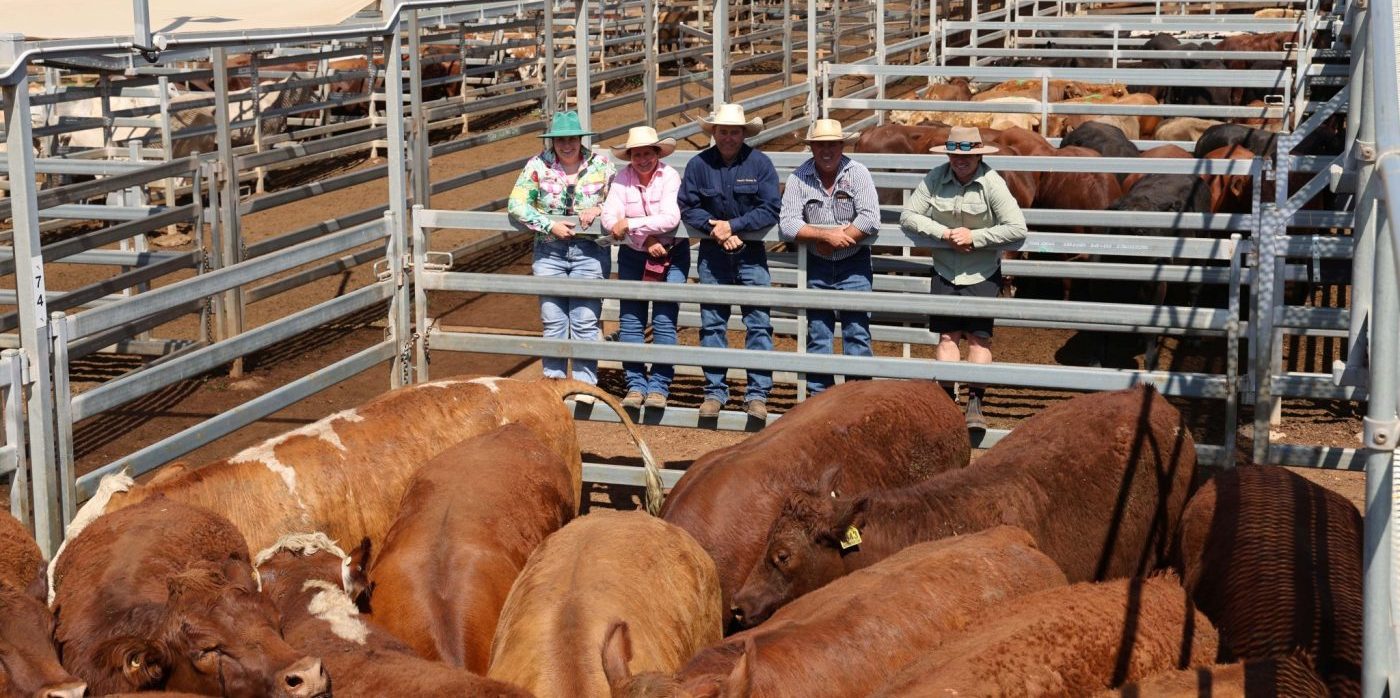 EU accredited steers