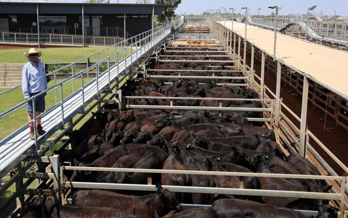 Brown heifers with livestock agent