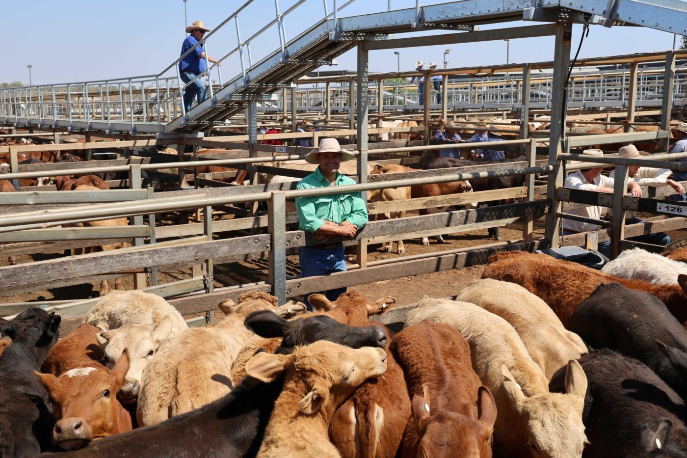 Nutrien agent with Mackie & Clover steers