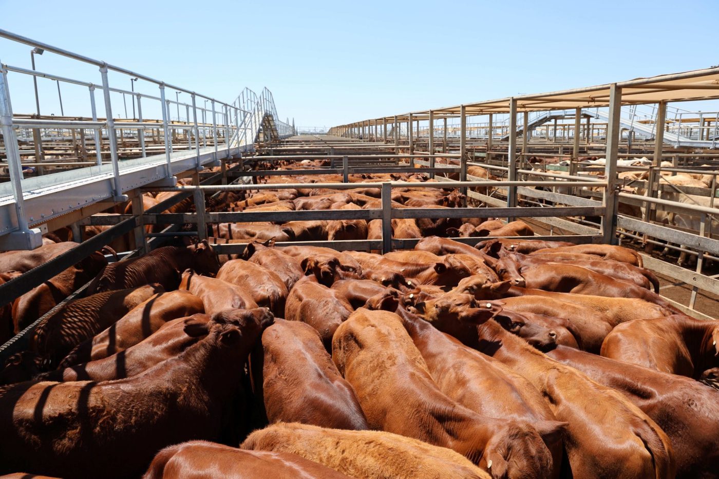 Droughtmaster cross steers