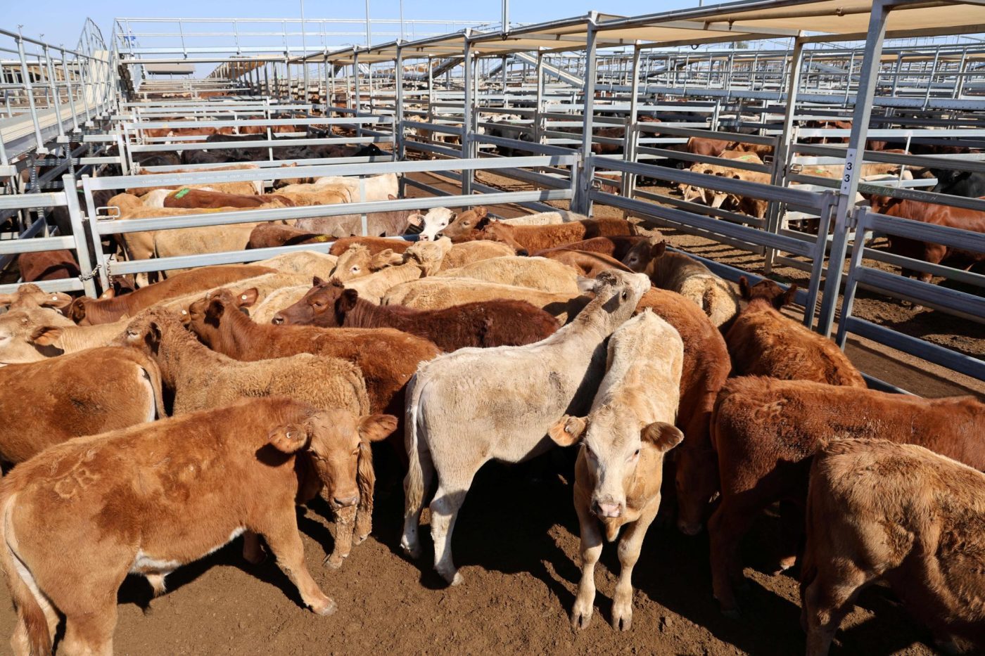 Roma store sale 7 Oct: Heavy cows average 366c/kg Roma store sale 7 Oct: Heavy cows average 366c/kg