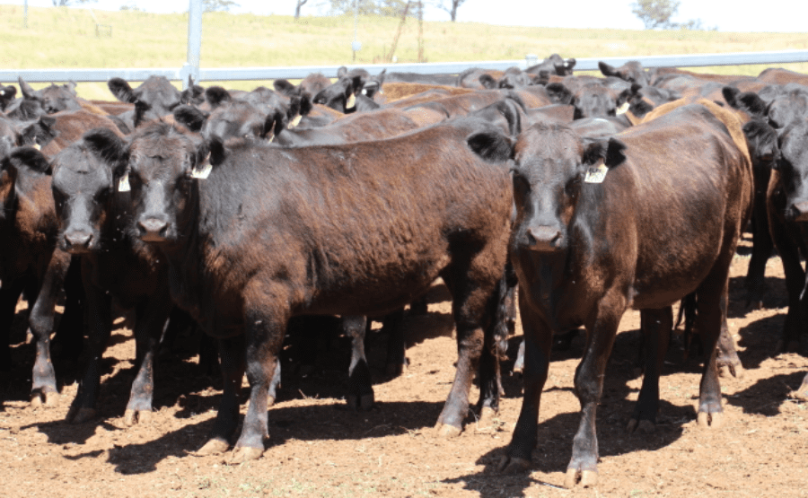 Prices soften in large 18,059 head online offering