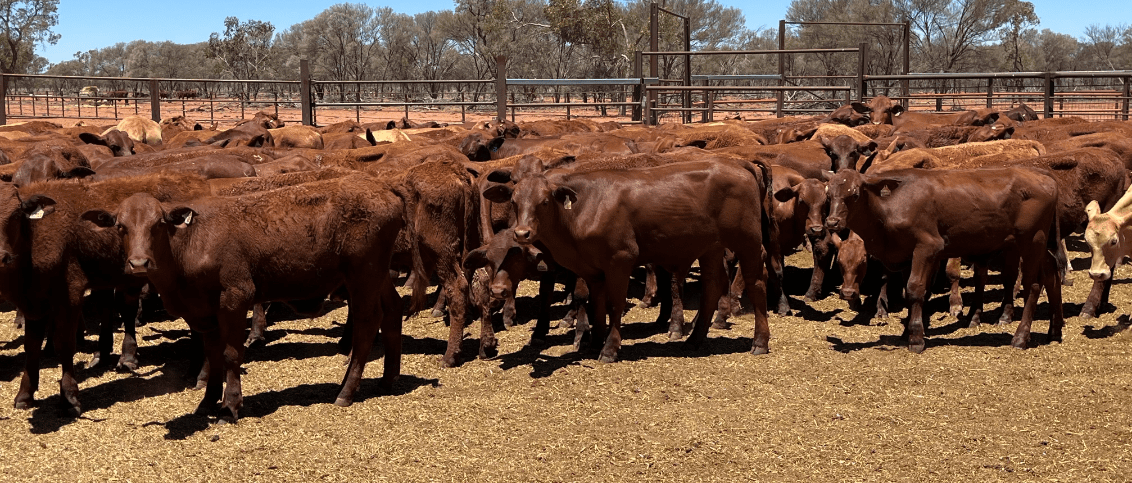 Online markets show revitalised restocker demand