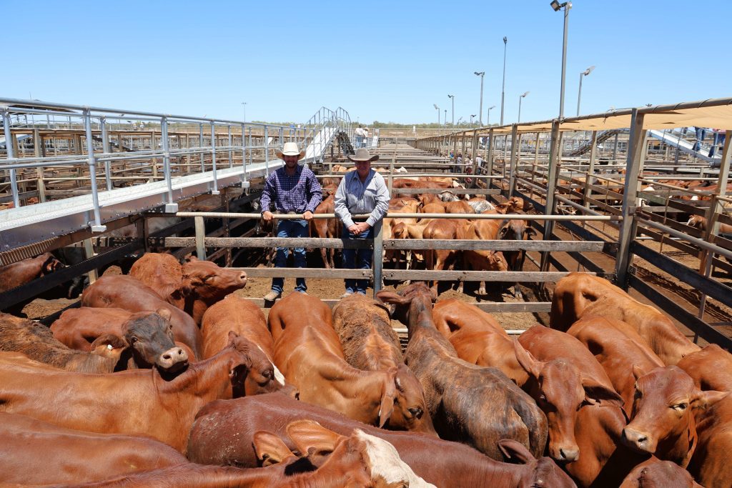 Cattle from Ben and Colin Walsh