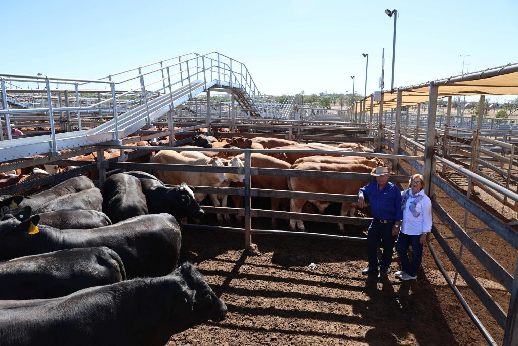 Glen and Therese Nielson with Bullocks
